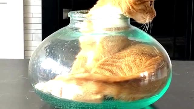 funny cats