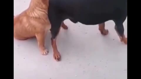 Funniest Animals 🐧 - Awesome Funny Animals' Life Videos 😁 - Cutest Animals Ever #6