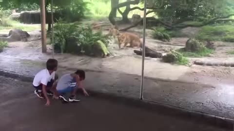 Funny moment of animals