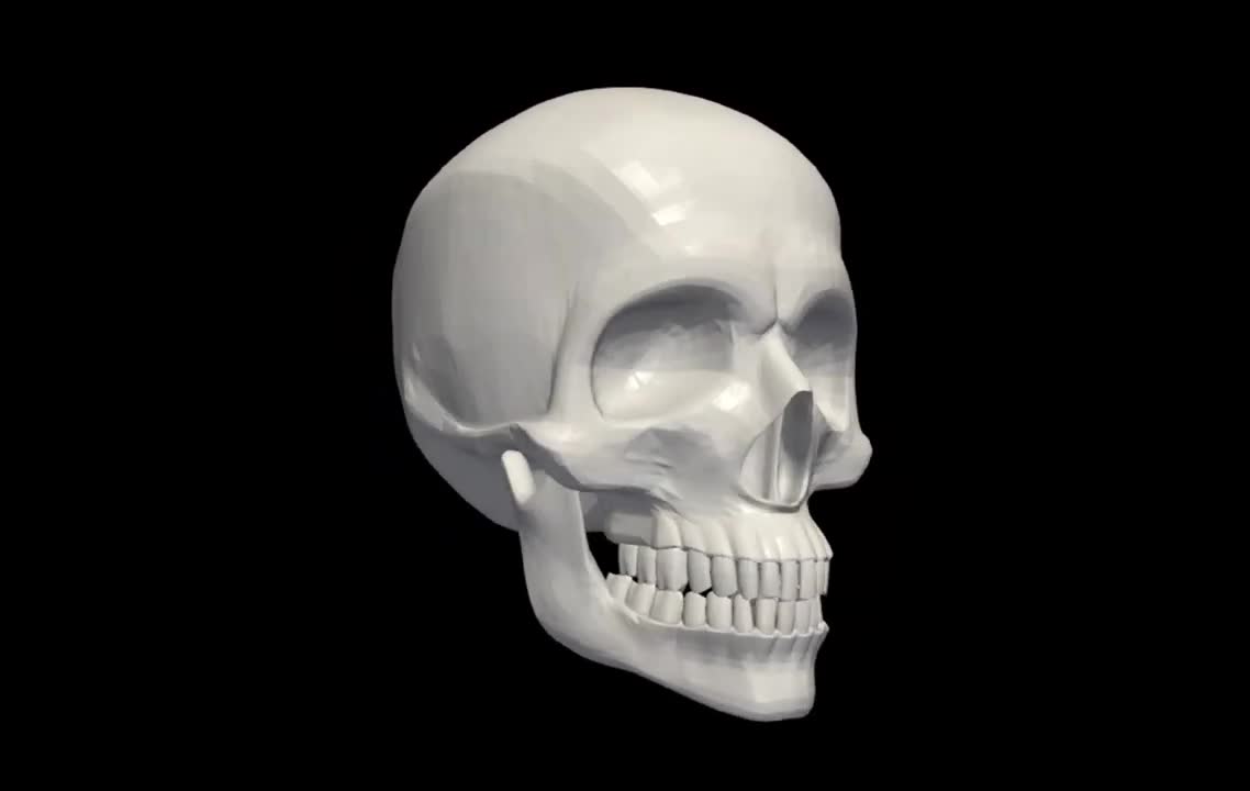 3d model of human skull