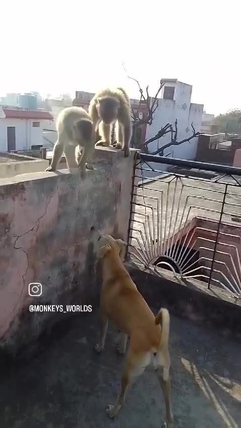 When two cheeky monkeys mess with you, and there's nothing you can do! 😂🐶🐒