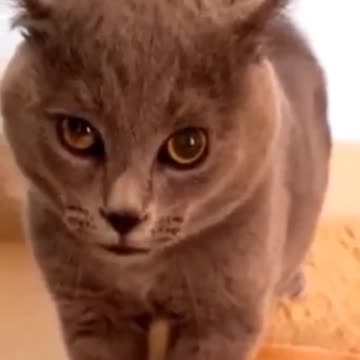 Baby cat - Cute and Funny cat Videos Compilation #1