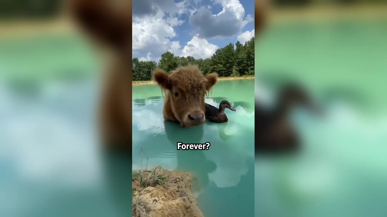 This cow and duck friendship = bestie goals | Humankind #shorts #goodnews