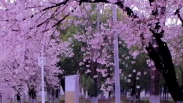 The cherry blossoms are still falling at a rate of five centimeters per second and