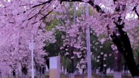 The cherry blossoms are still falling at a rate of five centimeters per second and