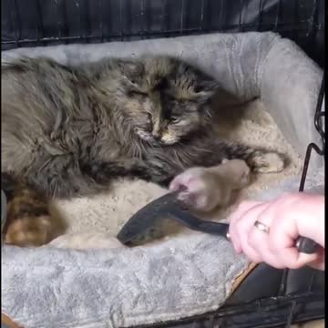 Feral Cat and Kitten Tutorial