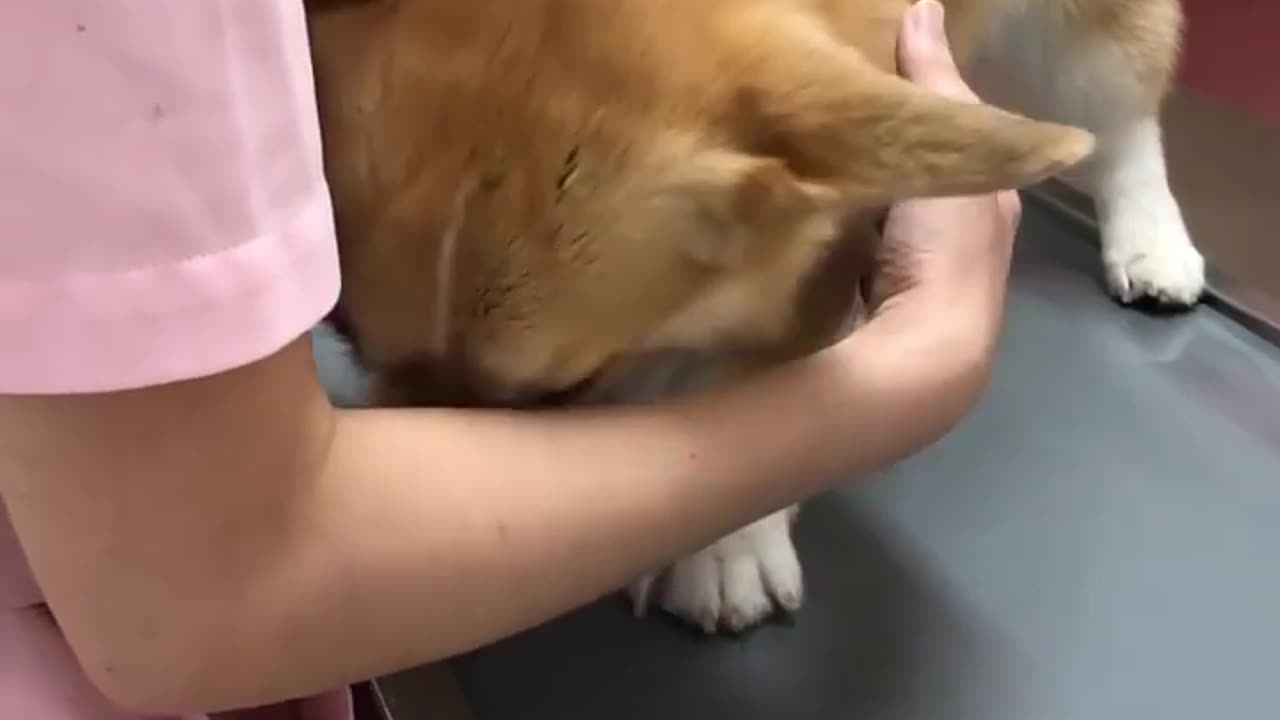 cute dog video