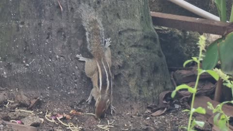 He's Hungry...
