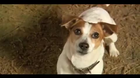 Mighty Dog - Purina - Advert