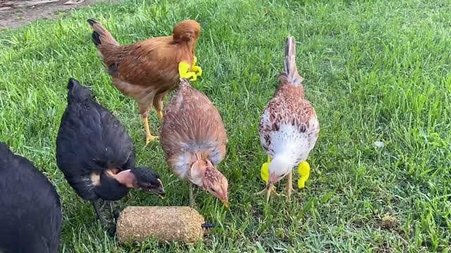 Chickens Attempt to Look Like Dinosaurs by Wearing T-Rex Arms