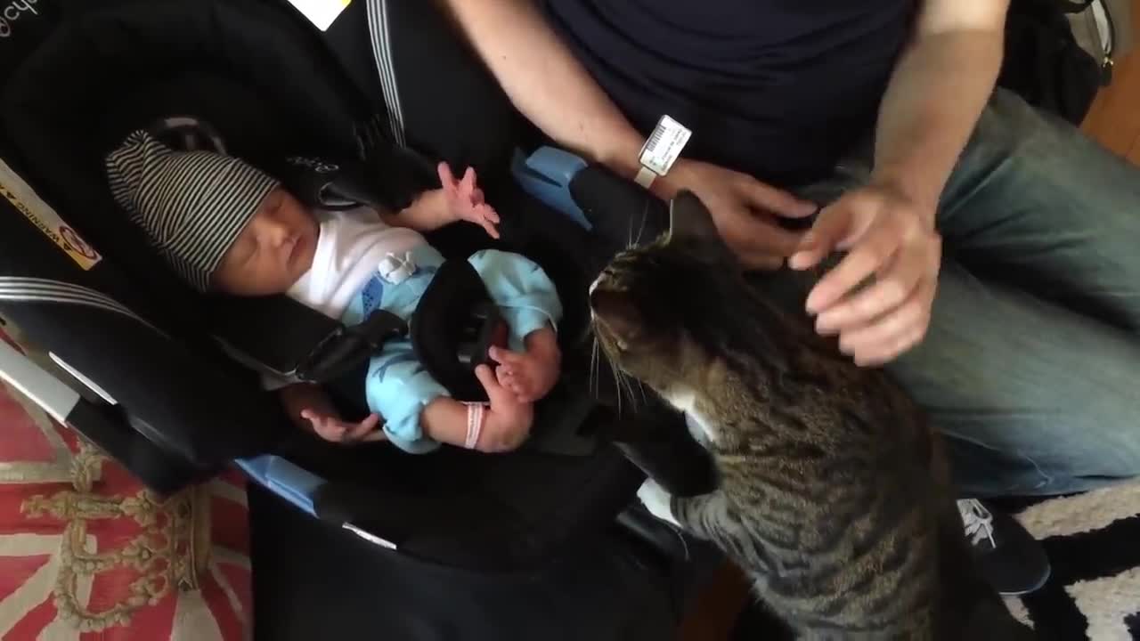 Cats Meeting Babies for the FIRST Time [NEW] Compilation