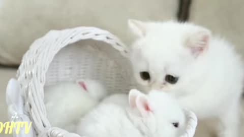 little cat and little bunny playing