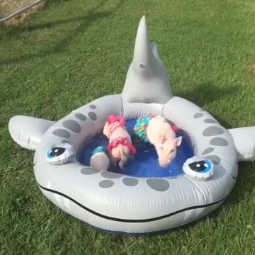 Cerditos miniatura disfrutan una fiesta en piscina miniatura