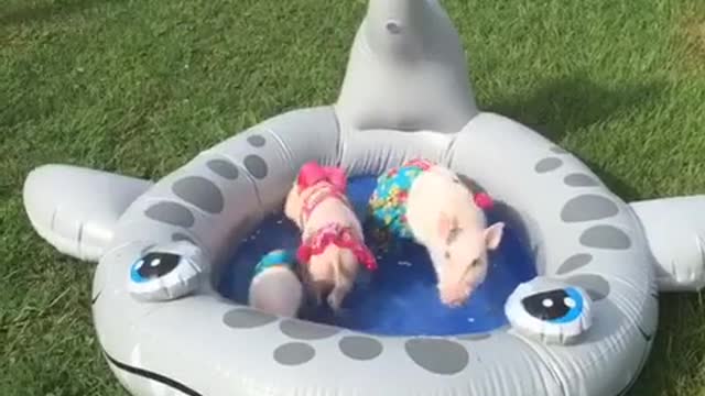 Cerditos miniatura disfrutan una fiesta en piscina miniatura