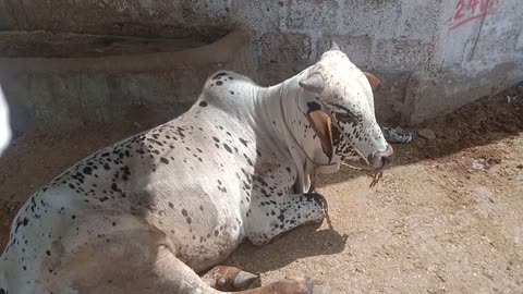 Mother Cow Clearly Asks Man To Rescue Her Newborn Calf