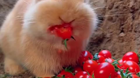 Tomato Eating by Cute Baby