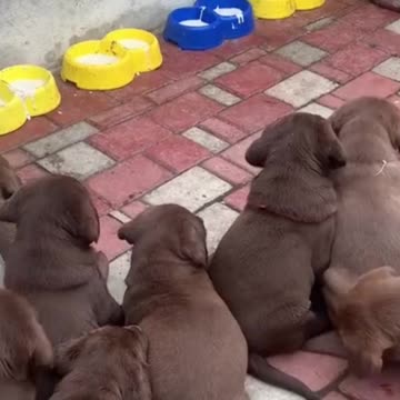 ❤️❤️❤️ WE ARE QUIETLY WAITING FOR MUM TO PREPARE OUR MILK. ❤️❤️❤️