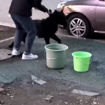 The dog bites and no one dares to pull it.