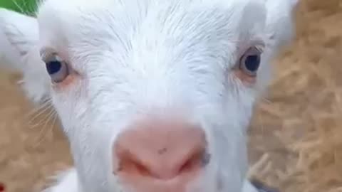 cute funny goat