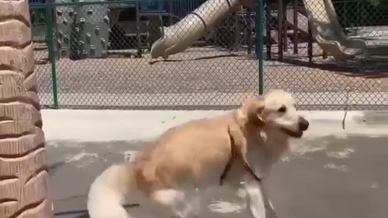 Cute Dog Video!
