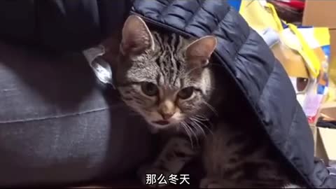 # cat behavior at the catMi why be afraid of cold