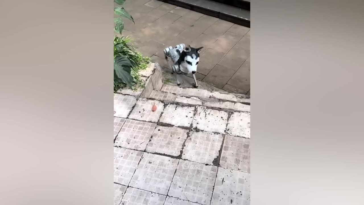 Funny and cute animals