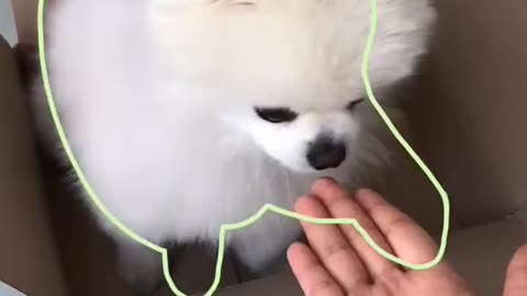 Very cute doggy ❤️😍