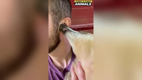 Try not to laugh- Funny animals