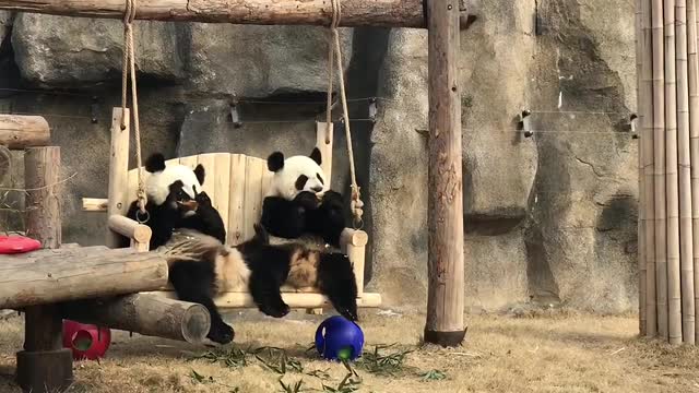 The giant panda