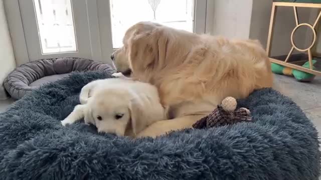 Golden Retriever Confused by Puppy Occupying his Bed when she has her own