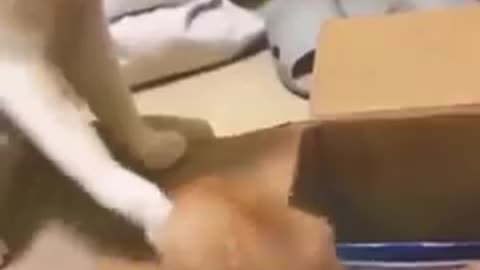 Funny Beautiful Dogs And Cats Videos 1:28