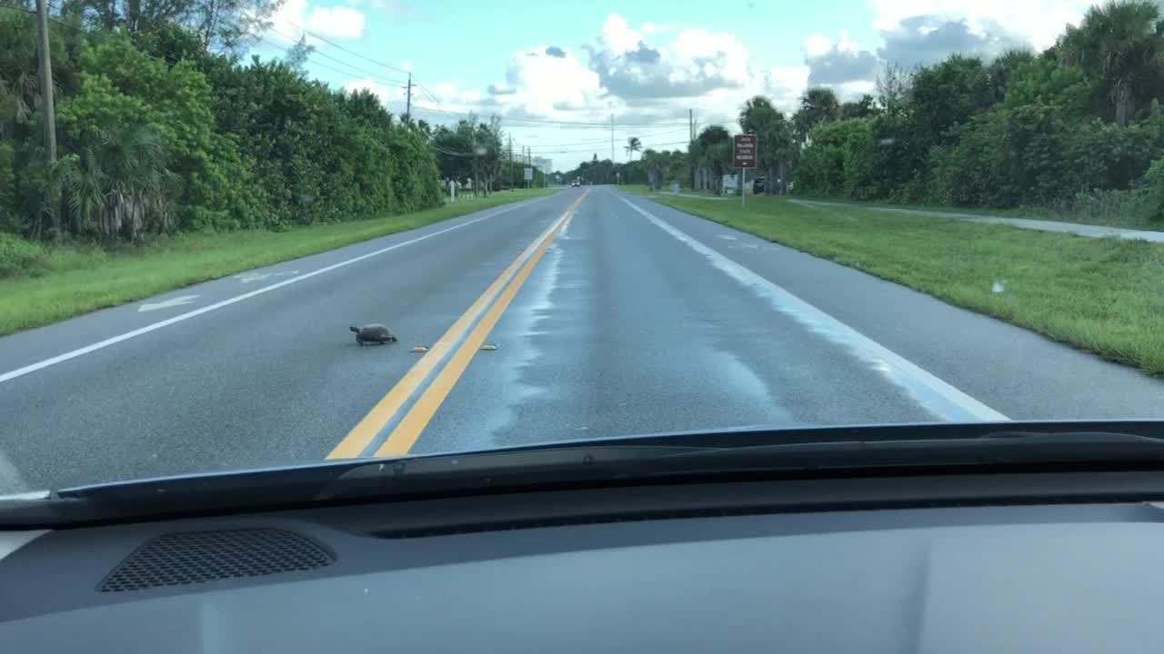 Why did the Turtle cross the road