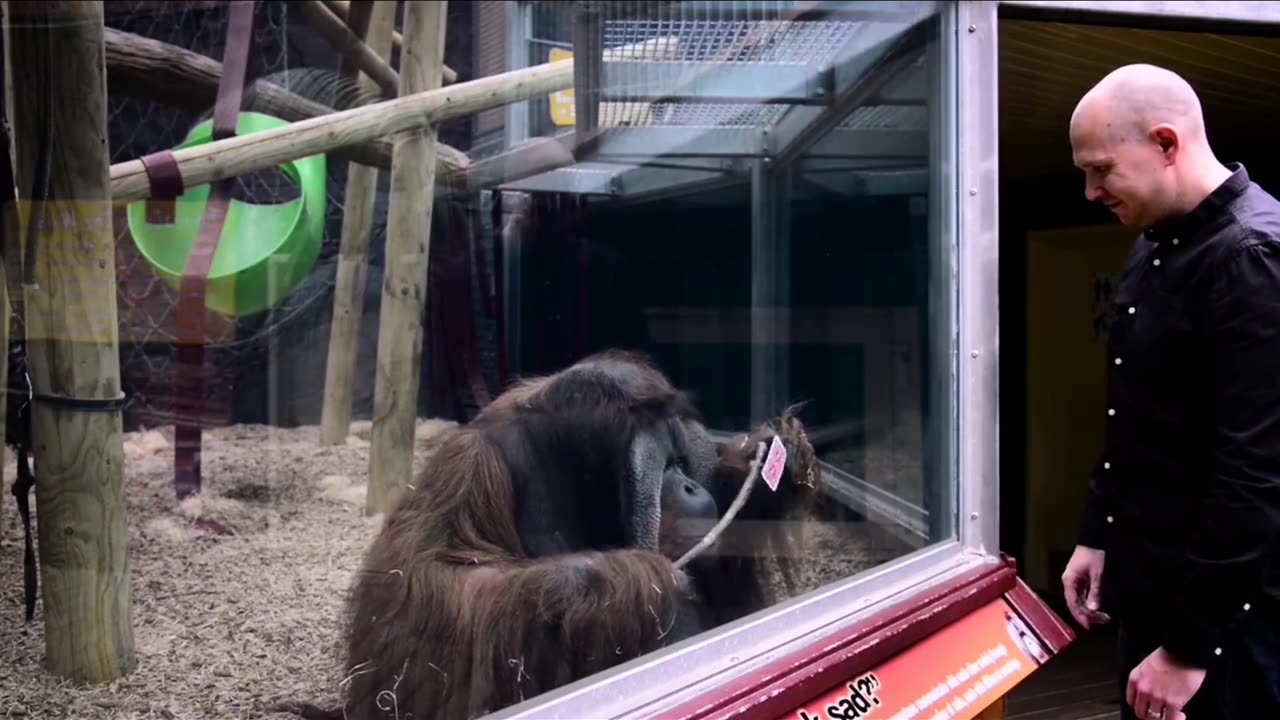 MAGIC TRICK FOR ORANGUTAN | FUNNY ANIMALS HQ