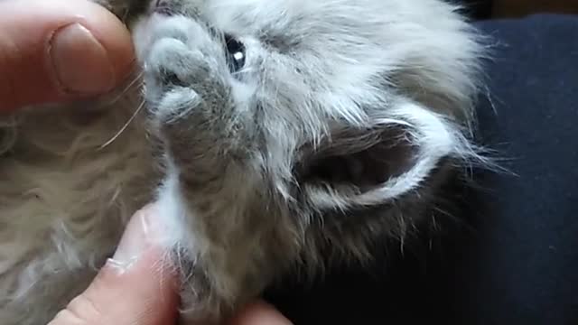 Very Cute Kitten Laying on a Person's Lab