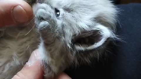 Very Cute Kitten Laying on a Person's Lab