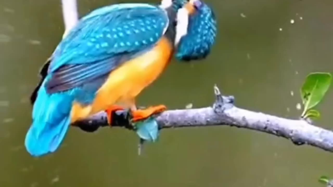 Cute Bird sounds