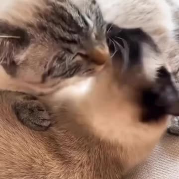 Hot cats😂 #cat #lovers #crazy #comedy