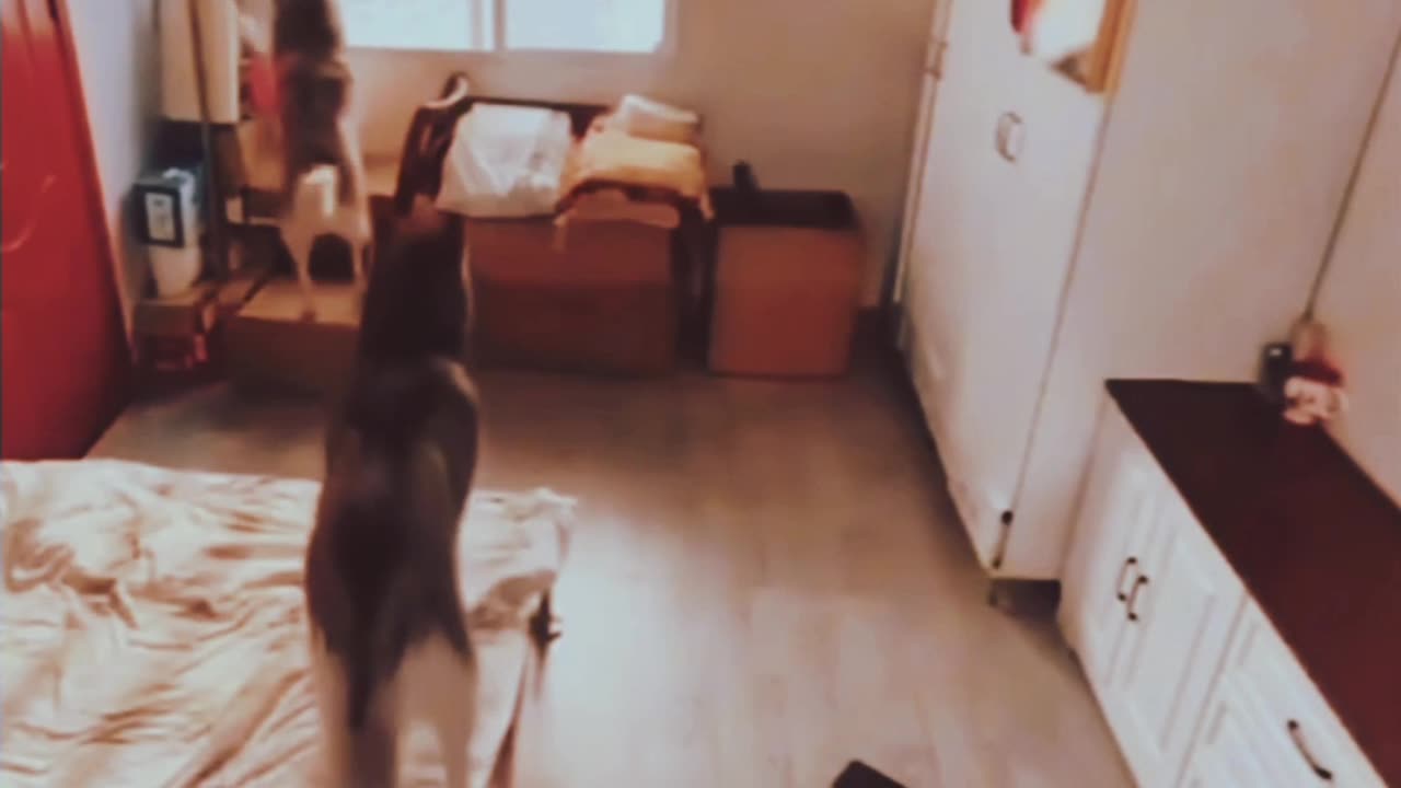 Dog and cat video, viral shorts