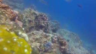 Mergulho com a companhia de um tubarão