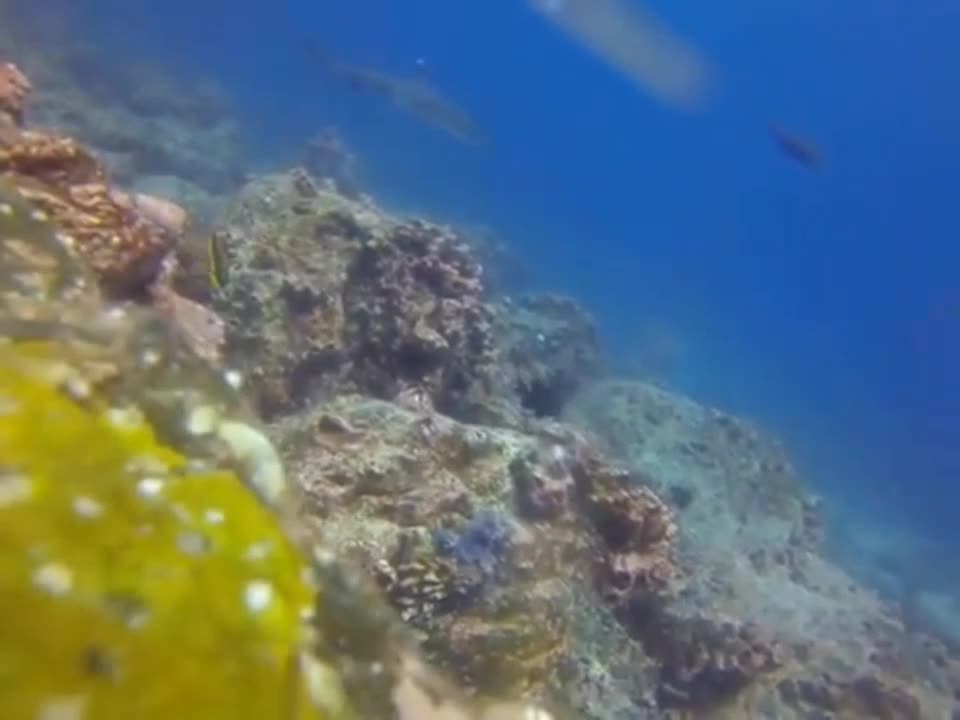 Mergulho com a companhia de um tubarão