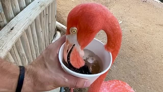 Flamingo lunch time! 🦩🦩🦩