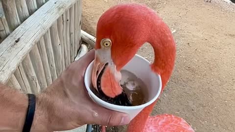 Flamingo lunch time! 🦩🦩🦩