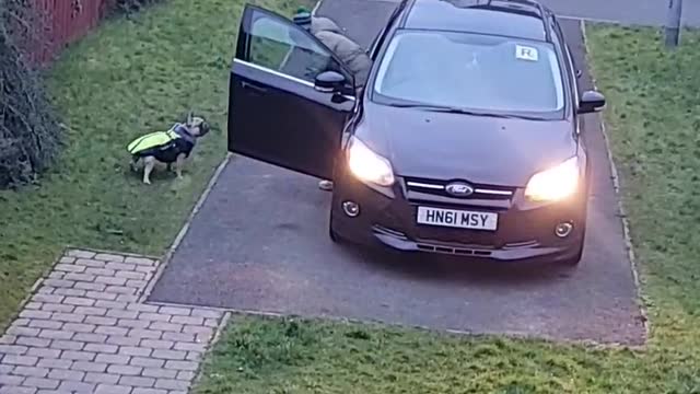 Frenchie Makes it Difficult for Dad to Get Him in the Car