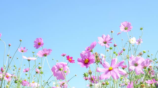 Beautiful flower, beautiful sky