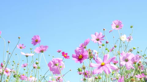 Beautiful flower, beautiful sky