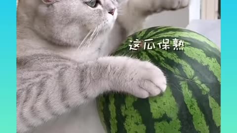 Cute and Funny Cat Videos Compilation