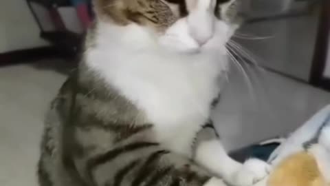 Cute cat