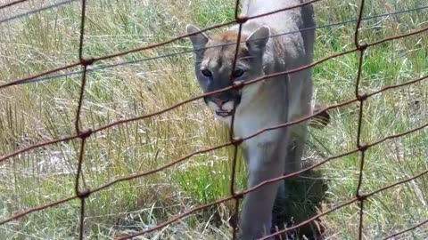 If you see a mountain lion: