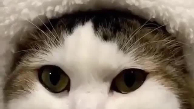 Cat video