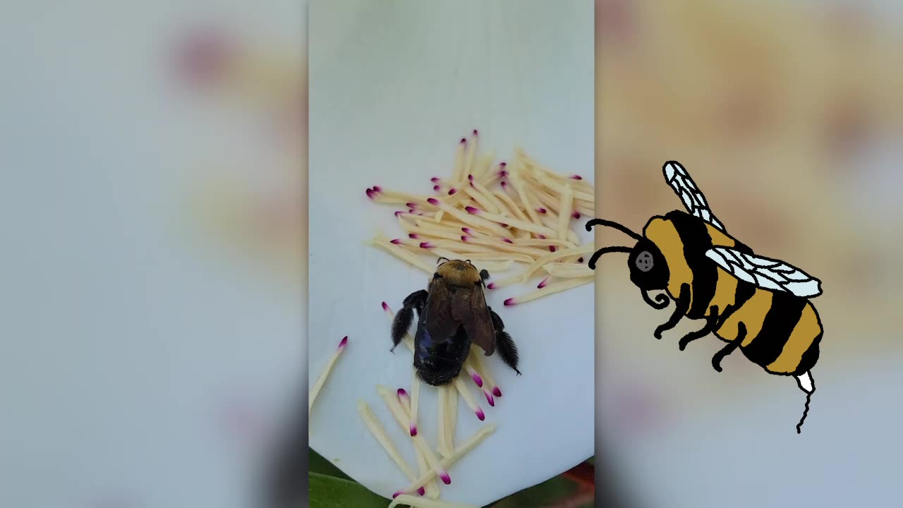 CLOSE UP OF BEES POLLINATING A MAGNOLIA FLOWER